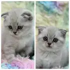 قطط كيتن سكوتش فولد و هملايا