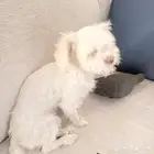 كلب للتبني (الدمام)