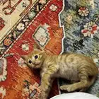 كيتن للتبني