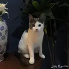 قطة صغيرة من ام همالايا و اب بلدي
