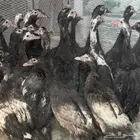 بط اسمر
