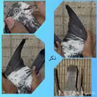 جوز سالكوتي علي ولا