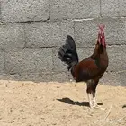 للبيع ديك تراثي نادر حار