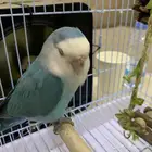 روز ذكر للبيع مع شهادة تحليل