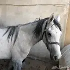 لبيع