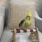 كروان ضائع مكافأة لمن يجده