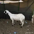 سواكني مربى 5 شهور