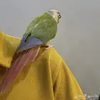 ببغاء   كنيور أليف وبدأ يتكلم