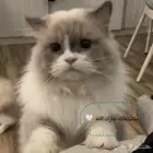 ماشاءالله تبارك الله قط ذكر راغدول لونق هير للتزاوج