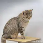 برتش ذكر تايقر(تم البيع) British Tiger male