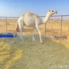 قعود كفو