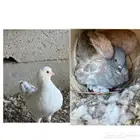 للبيع اجواز كنق وطبات وفرادي الموقع طبرجل