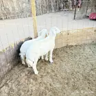 طلي للبيع