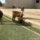 معزا فواخر حمر