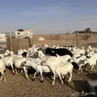للبيع غنم مهاجين رفيد وحري دفيع