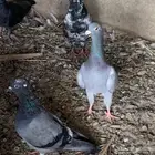 حمام للبيع زي ما تشوف