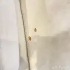 كنب