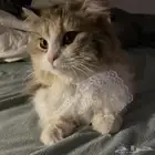 قطه انثى