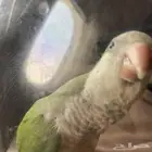 كويكر مفقود