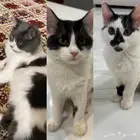 ثلاث قطاوه شيرازيين مفقودين بحي المحمديه