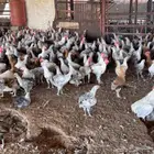 ديوك ودجاج