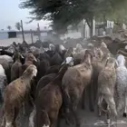 بهم سواكني