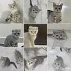 كيتن سكوتش للبيع