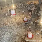 فروخ للبيع عمارها 26بلدي شي كفو