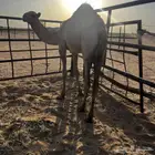 بكره للبيع شحم