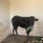 عجلة عمرها 3 سنوات تقريبا