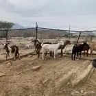ماعز بلدي مقاني للبيع الموقع ثلوث المنظر