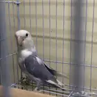 جوز روز انتاج