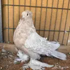 مفتل