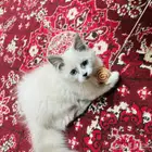 قطه أليفه صغيره