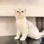 قطه انثى سكوتش فولد