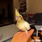 كروان موميز