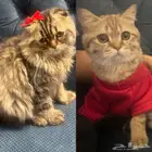 تبني عاجل