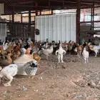 دجاج بشاير وبياض بلدي