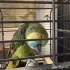 جوز بلوفرنتد أمازوني الدرجة الثالثة