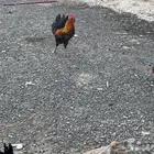 دجاج بلدي للبيع