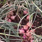 بصل بذرة يمني 10هكتار