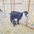 معزا ولد فاخرة