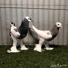 حمام نفاخ مسوبع