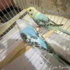 تم توفير كميه بداجي بسعار مرضيه للكل باذن الله صحه ونضافه