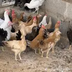 دجاج  بلدي