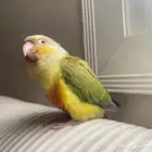 طير الكنيور للبيع