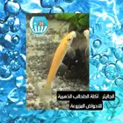 اسماك نهرية منوعة