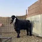 تيس فحل شرط ضراب