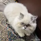 قطط صغيره شيرازي للتبني في الجبيل