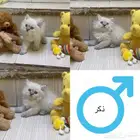 قطط للبيع